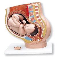 Model pánve v těhotenství, 3 části