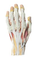 Anatomie ruky