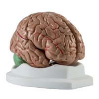 Mozek, rozložitelný na 4 části