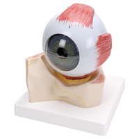 Model oka v kostěném očním důlku