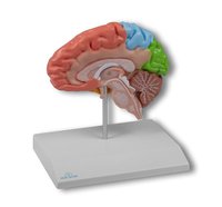 Model regionů poloviny mozku, životní velikost