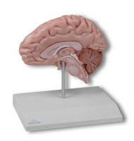 Anatomický model poloviny mozku, životní velikost