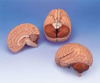 Model mozku (C15)