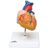 Klasický model srdce, 2 části