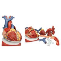 Model srdce na bránici, 3 krát zvětšený, 10 částí