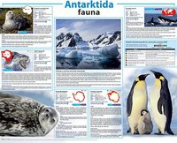 Obraz Antarktida - typičtí živočichové Antarktidy