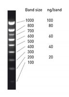 Standardní DNA molekulární markery pro elektroforézu