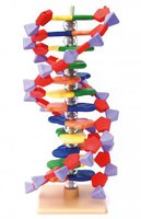 Velký model DNA