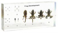 Životní cyklus žáby, preparát zalitý v pryskyřici