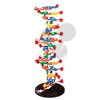 Model DNA, velký 60 x 20 cm