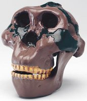 Lebka Australopithecus boisei: Olduvai Gorge H5
