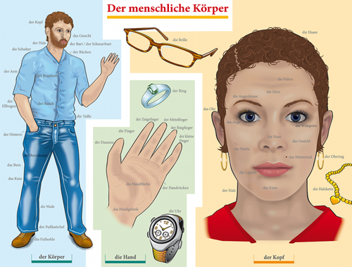 /media/products/DER_MENSCHLICHE_KORPER.jpg