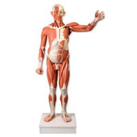 Mužská postava se svaly v životní velikosti, 37 částí