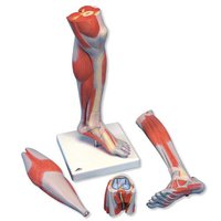 Model bérce a kolena se svaly, 3 části