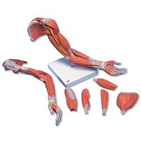Model horní končetiny se svaly, 6 částí