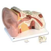 Velký model ucha, 5 krát zvětšený, 3 části
