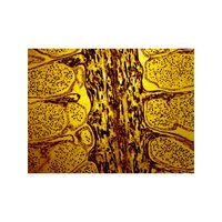 Mikroskopické preparáty - Lidské tělo - normální tkáně (1.část)