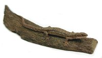 Ještěrka Živorodá (Lacerta Vivipara)