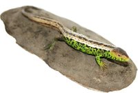 Ještěrka obecná- Samec (Lacerta Agilis)