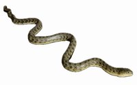 Užovka podplamatá (Natrix Tessellata)