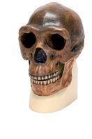 Replika lebky Homo erectus pekinensis (člověk pekingský) - NOVINKA!