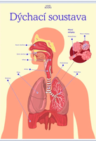 Nástěnný obraz Dýchací soustava