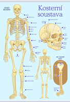 Nástěnný obraz Kosterní soustava