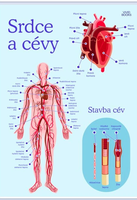 Nástěnný obraz srdce a cévy