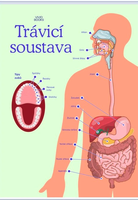 Nástěnný obraz Trávicí soustava