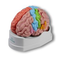 Funkční a regionální model mozku, životní velikost, 5 částí