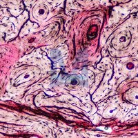 Mikroskopické preparáty – školní sada pro histologii č. 1, 23 ks