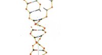DNA-RNA model - NOVINKA!