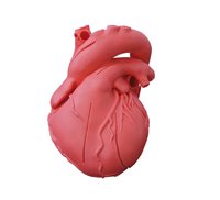 Model srdce, pružný, didaktická verze