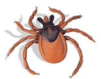 Klíště obecné (Ixodes ricinus)