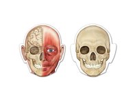 /media/products/anatomiemagnet2.webp