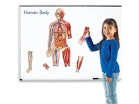 /media/products/anatomiemagnet4.webp