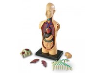 Anatomický model těla