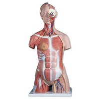 Deluxe torso se svaly, dvojí pohlaví, 31 částí
