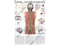 Člověk-centrální nervstvo