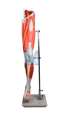 /media/products/dolni_koncetina.png