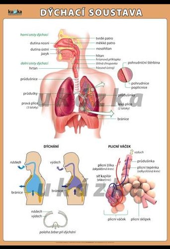 /media/products/dychaci-soustava-0.jpg.big.jpg