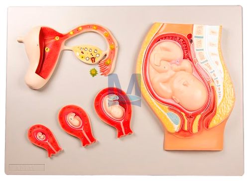/media/products/embryo.png