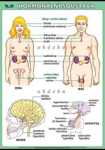 /media/products/hormonalni-soustava-0.jpg.big.jpg