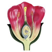 Model květu jednoděložné rostliny