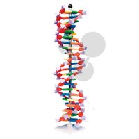 Velký model DNA