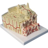 Model struktury kosti