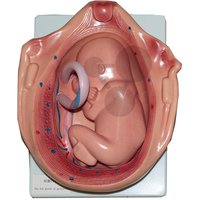 Série průběh těhotenství, vývoj plodu