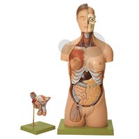 Model části lidského těla s hlavou a výměnnými  pohlavními orgány