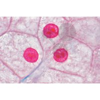 Histologie: buňky a dělení buněk, 10 preparátů