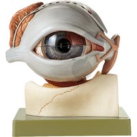 Model oční bulvy rozložitelný na 8 částí, SOMSO®